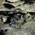 Intreno del Pozzo \"Piccolo Borneo\"