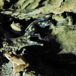 Abitanti del Pozzo \"Piccolo Borneo\"