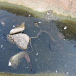 Torrente Rosandra