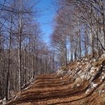 Mulattiera sul monte Ciastelat Mulattiera sul monte Ciastelat