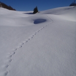 Ricognizione sul Cansiglio