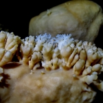 Golokratna Jama Golokratna Jama