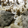 Lepidotteri - Grotta Battisti
