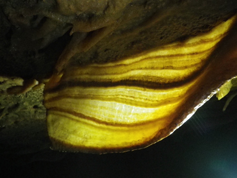 Grotta del Laminatoio - drappeggio