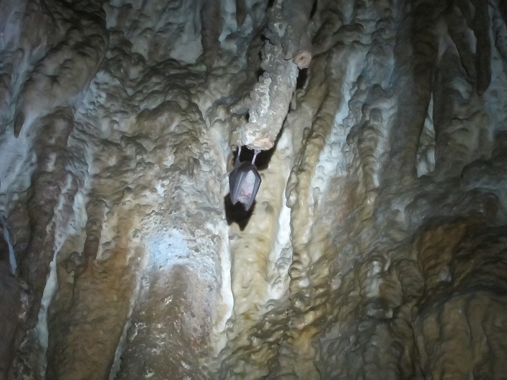 Grotta Nemec - Inquilino