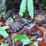 Grotta salamandra