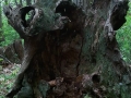 Ceppo ed Esplorazione sul Collio