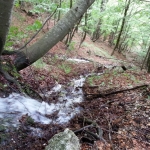 Risorgiva