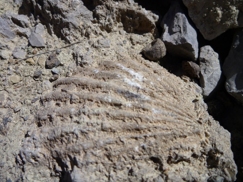 samarcanda2012-fossile