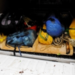 Platischis Platischis