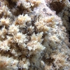 Grotta Virgilio - cristalli