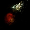 demolizione - Grotta Virgilio