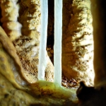 Grotta Virgilio - canule_02 Grotta Virgilio - canule_02