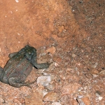 Grotta Virgilio - rospo